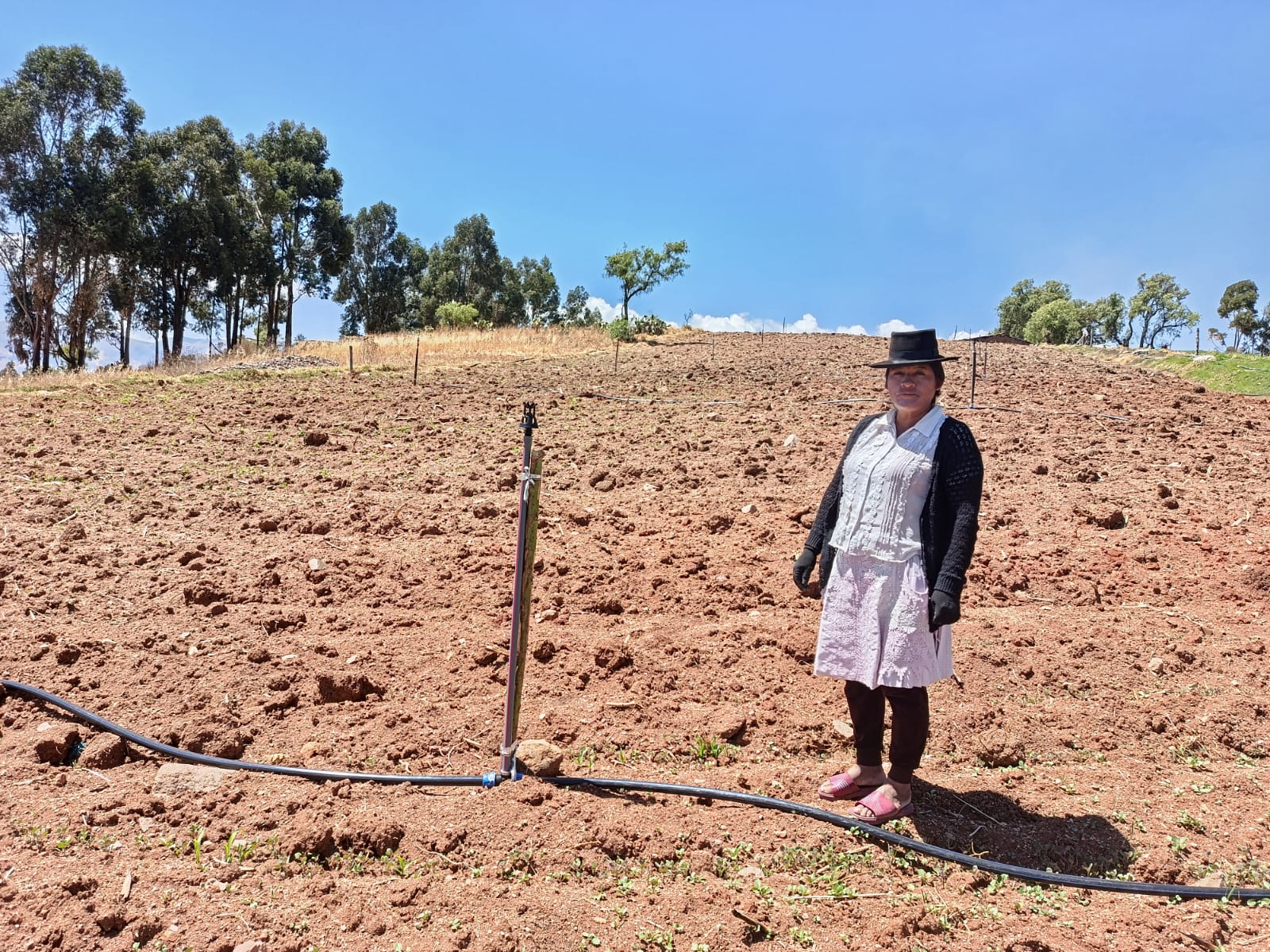 Sesaria Miranda Prado en su parcela de quinua en Tambillo, Ayacucho